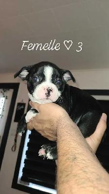 Frenchtons 7 Magnifiques puppies Disponibles - Photo 5