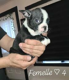 Frenchtons 7 Magnifiques puppies Disponibles - Photo 6