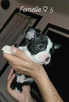 Frenchtons 7 Magnifiques puppies Disponibles - Photo 7
