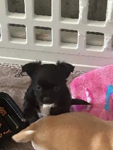 Chihuahua mâle poil long