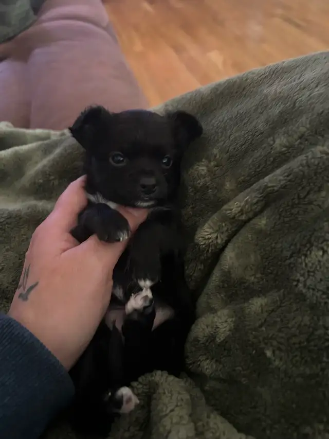 Chihuahua mâle poil long - Photo 3
