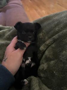Chihuahua mâle poil long - Photo 3