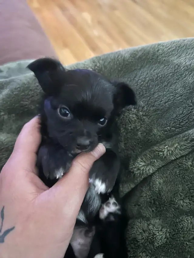 Chihuahua mâle poil long - Photo 4