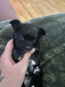 Chihuahua mâle poil long - Photo 4