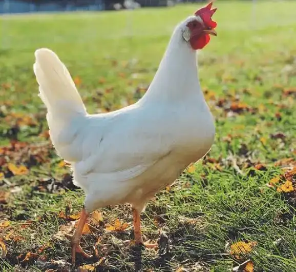 Hens Wanted