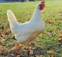 Hens Wanted