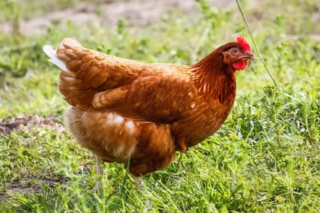 Hens Wanted - Photo 2