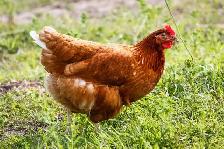 Hens Wanted - Photo 2