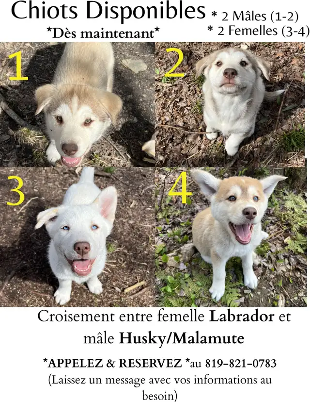 URGENT  Chiot Labrador/Husky
