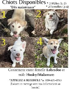 URGENT  Chiot Labrador/Husky