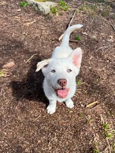 URGENT  Chiot Labrador/Husky - Photo 2