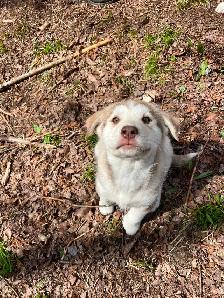 URGENT  Chiot Labrador/Husky - Photo 3