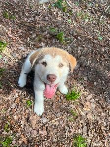 URGENT  Chiot Labrador/Husky - Photo 5