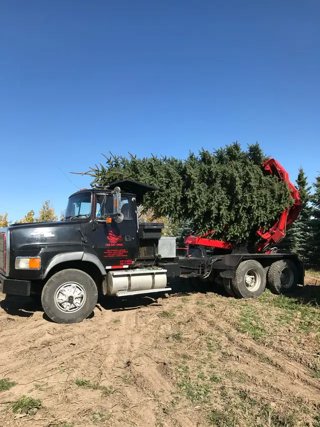 Tree moving