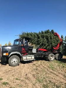 Tree moving