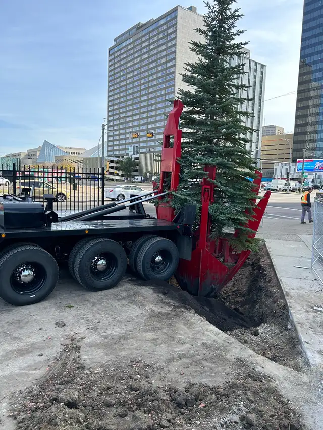 Tree moving - Photo 4