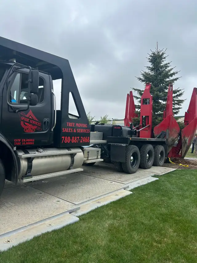 Tree moving - Photo 5