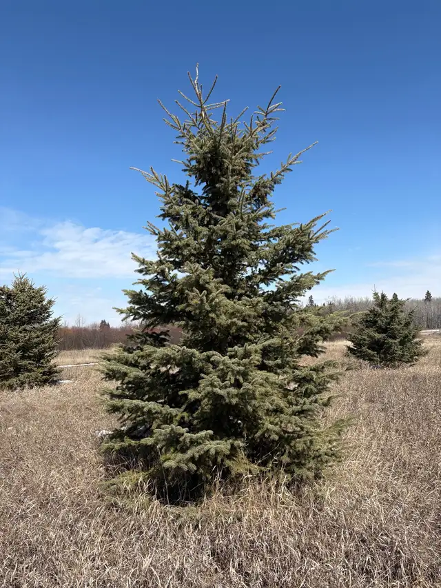 Tree moving - Photo 7