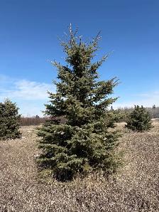 Tree moving - Photo 7