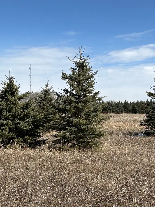 Tree moving - Photo 8