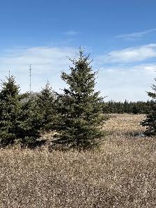 Tree moving - Photo 8