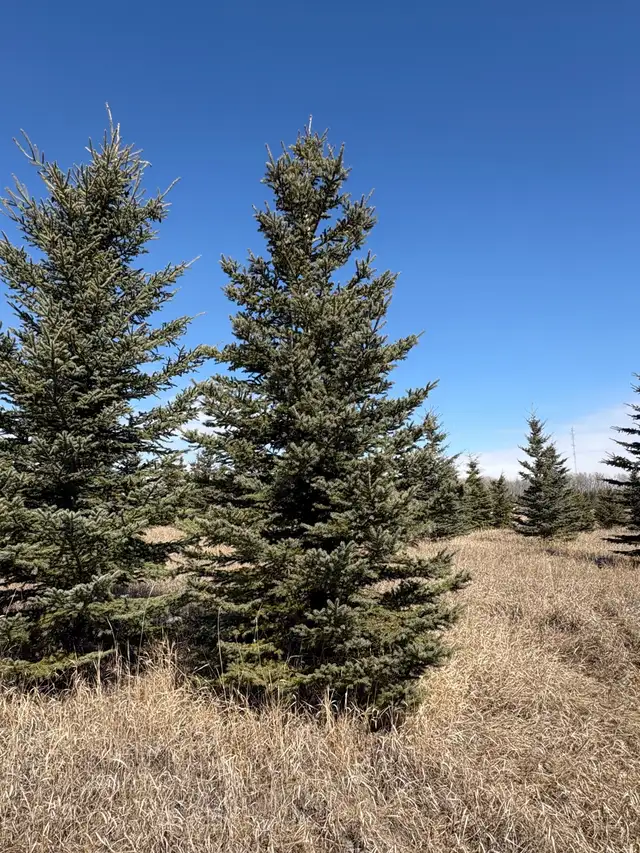 Tree moving - Photo 9