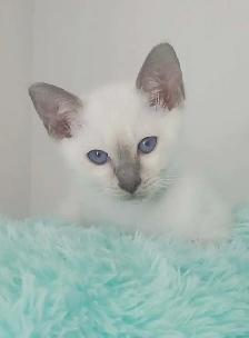 Bb Siamois - Photo 3