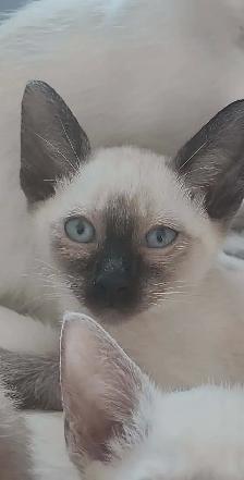 Bb Siamois - Photo 4
