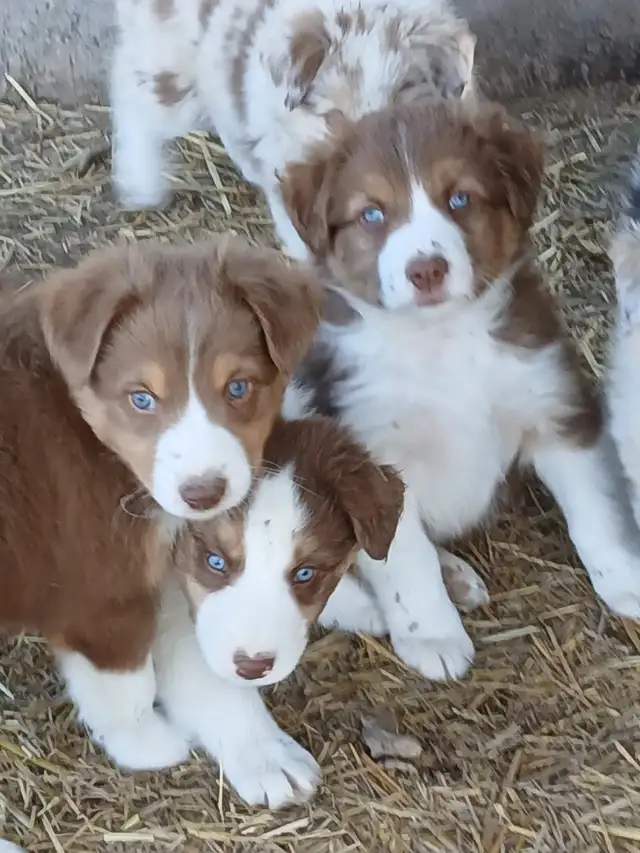 Adorable Australian Shepherd pups