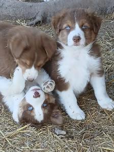 Adorable Australian Shepherd pups - Photo 2