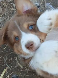Adorable Australian Shepherd pups - Photo 3