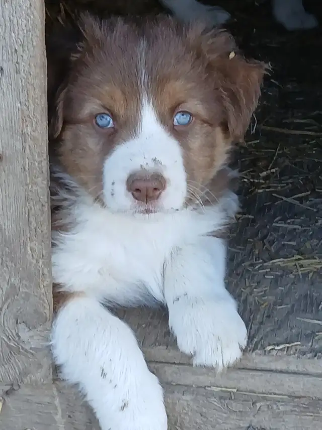 Adorable Australian Shepherd pups - Photo 4
