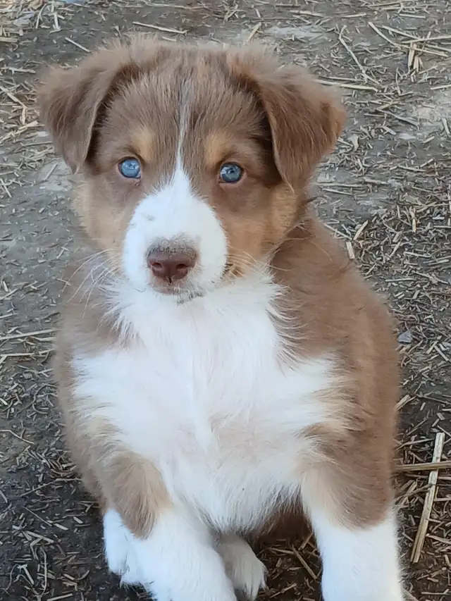 Adorable Australian Shepherd pups - Photo 5