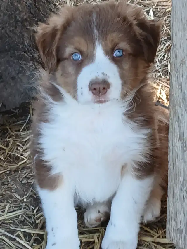 Adorable Australian Shepherd pups - Photo 6