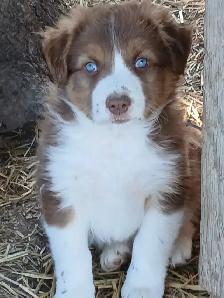 Adorable Australian Shepherd pups - Photo 6