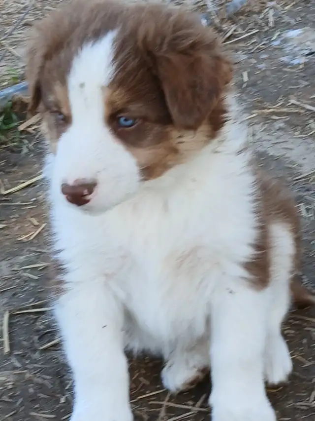 Adorable Australian Shepherd pups - Photo 7