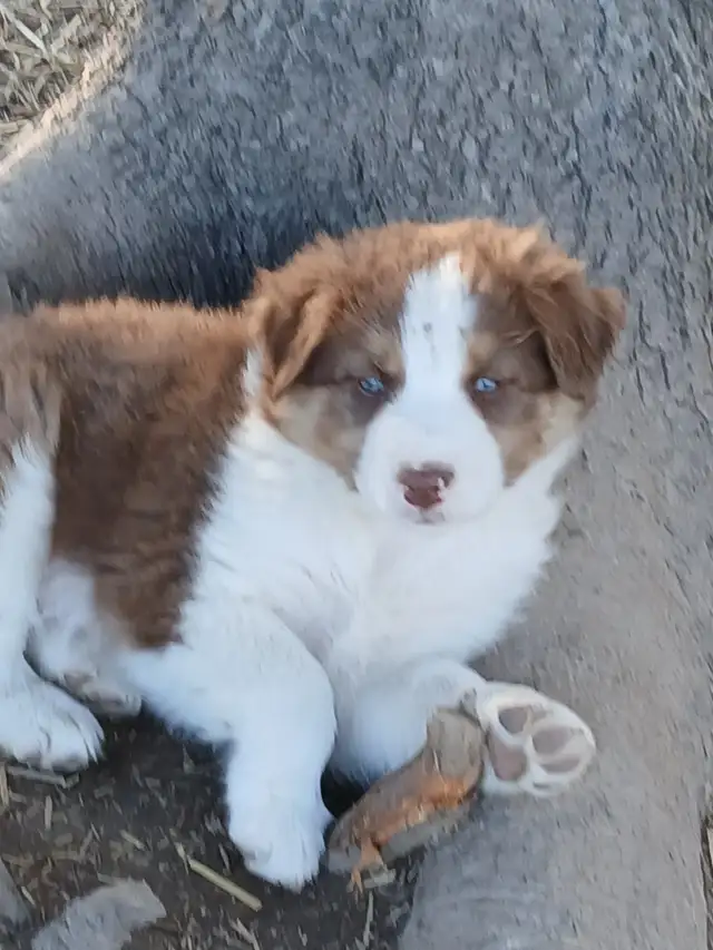 Adorable Australian Shepherd pups - Photo 8