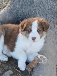 Adorable Australian Shepherd pups - Photo 8