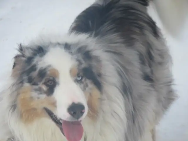 Adorable Australian Shepherd pups - Photo 9