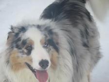 Adorable Australian Shepherd pups - Photo 9