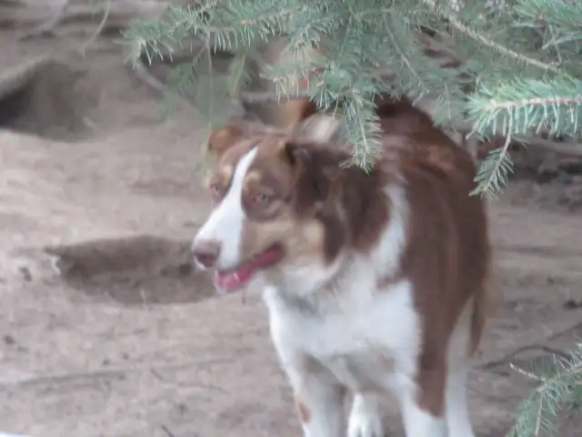 Adorable Australian Shepherd pups - Photo 10