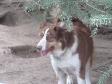 Adorable Australian Shepherd pups - Photo 10