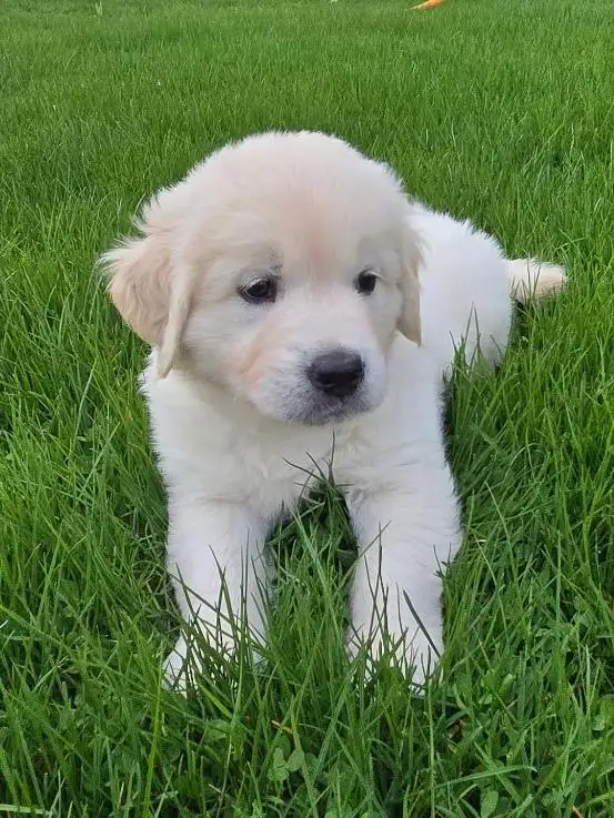 Purebred Golden Retriever Puppies!