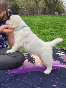 Purebred Golden Retriever Puppies! - Photo 2