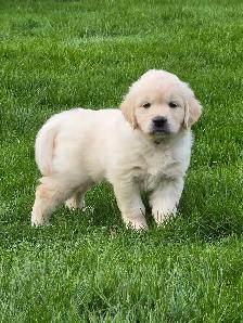 Purebred Golden Retriever Puppies! - Photo 3