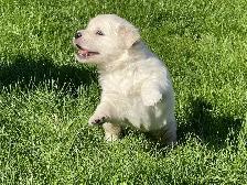Purebred Golden Retriever Puppies! - Photo 4