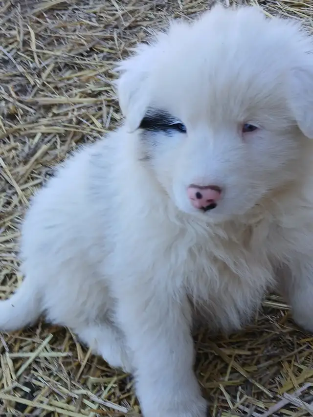 Special needs pup, looking for a loving home