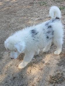 Special needs pup, looking for a loving home - Photo 2