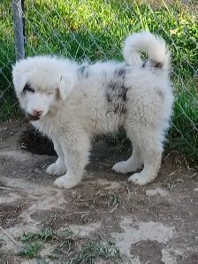 Special needs pup, looking for a loving home - Photo 3