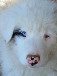 Special needs pup, looking for a loving home - Photo 4